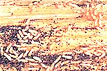 VA